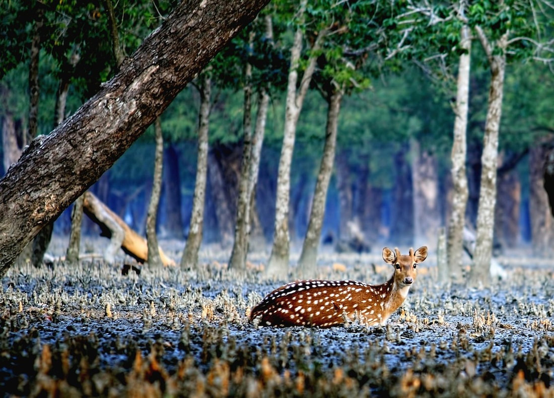 sundarban-deer_orig